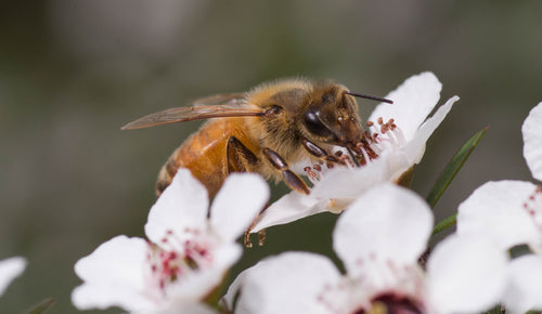 Toux, rhume, maux de gorge ? Les experts recommandent de prendre du miel.
