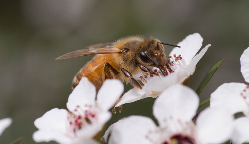 Toux, rhume, maux de gorge ? Pourquoi choisir le miel de Manuka ?