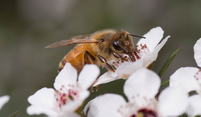 Toux, rhume, maux de gorge ? Pourquoi choisir le miel de Manuka ?