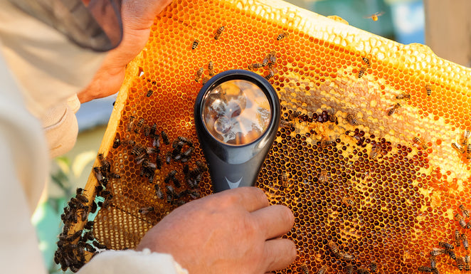 Miel de Manuka dangereux ? Voici comment garantir que votre miel est authentique !