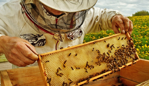Qu’est-ce que le miel de Manuka et pourquoi ce miel est-il si spécial ?