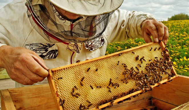 Qu’est-ce que le miel de Manuka et pourquoi ce miel est-il si spécial ?