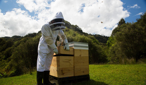 Le miel de Manuka est-il bio ? Voici comment Manuka Doctor garantit un miel 100 % naturel